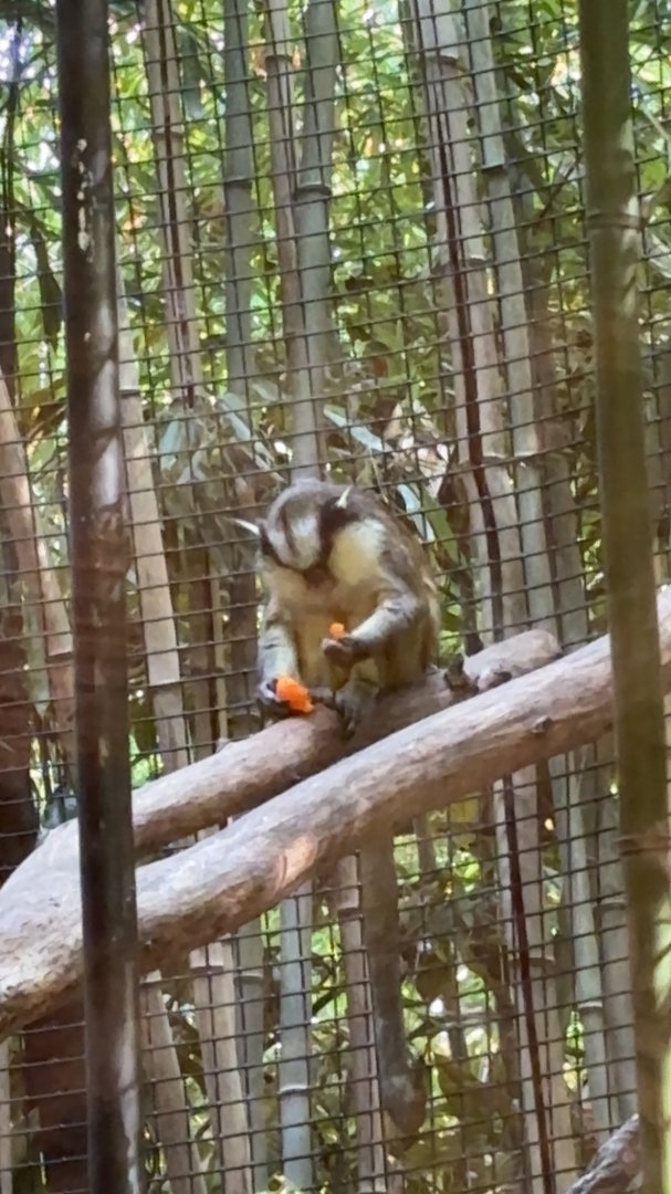 Greys Crowned Guenon