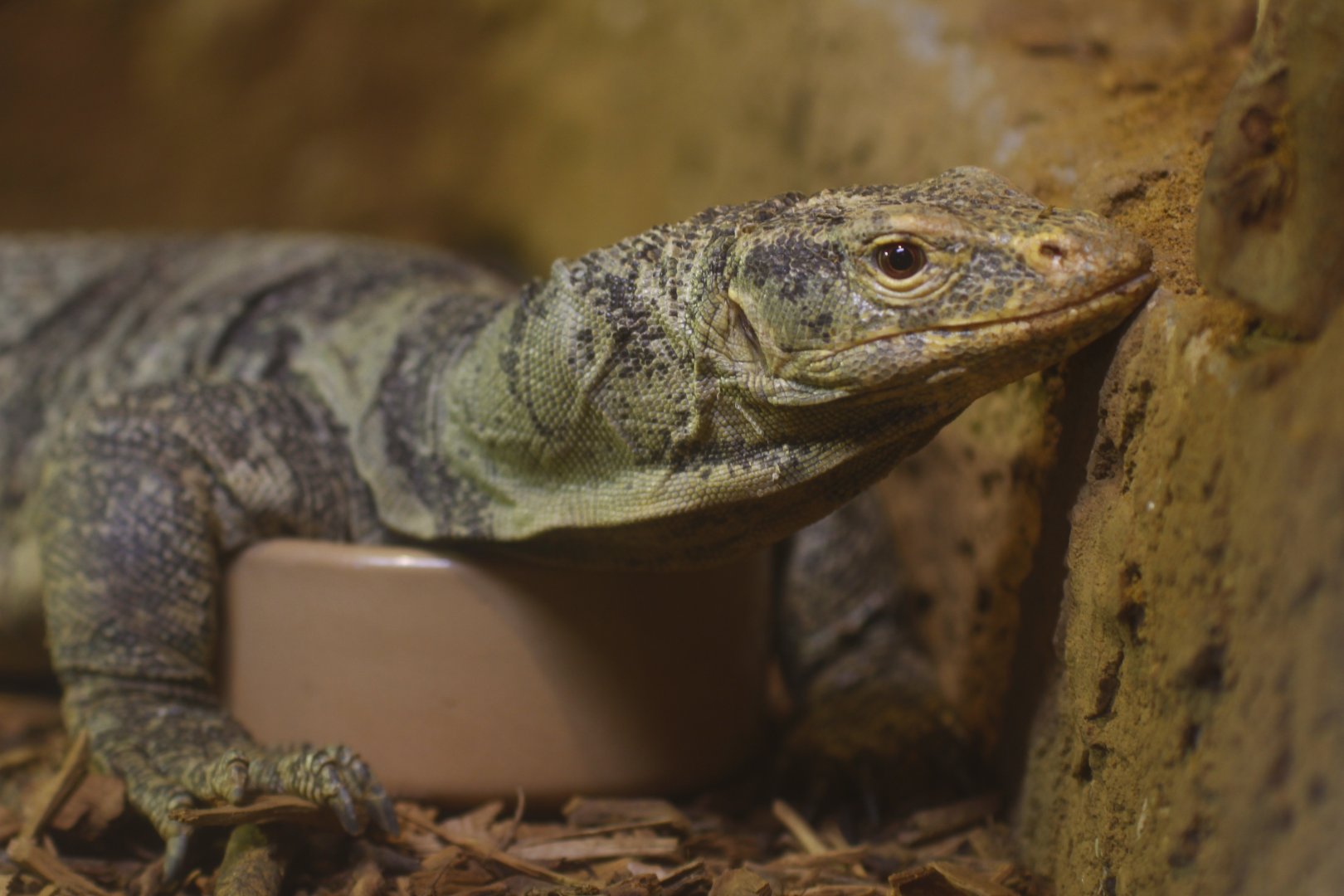 Grey's monitor (Varanus olivaceus)