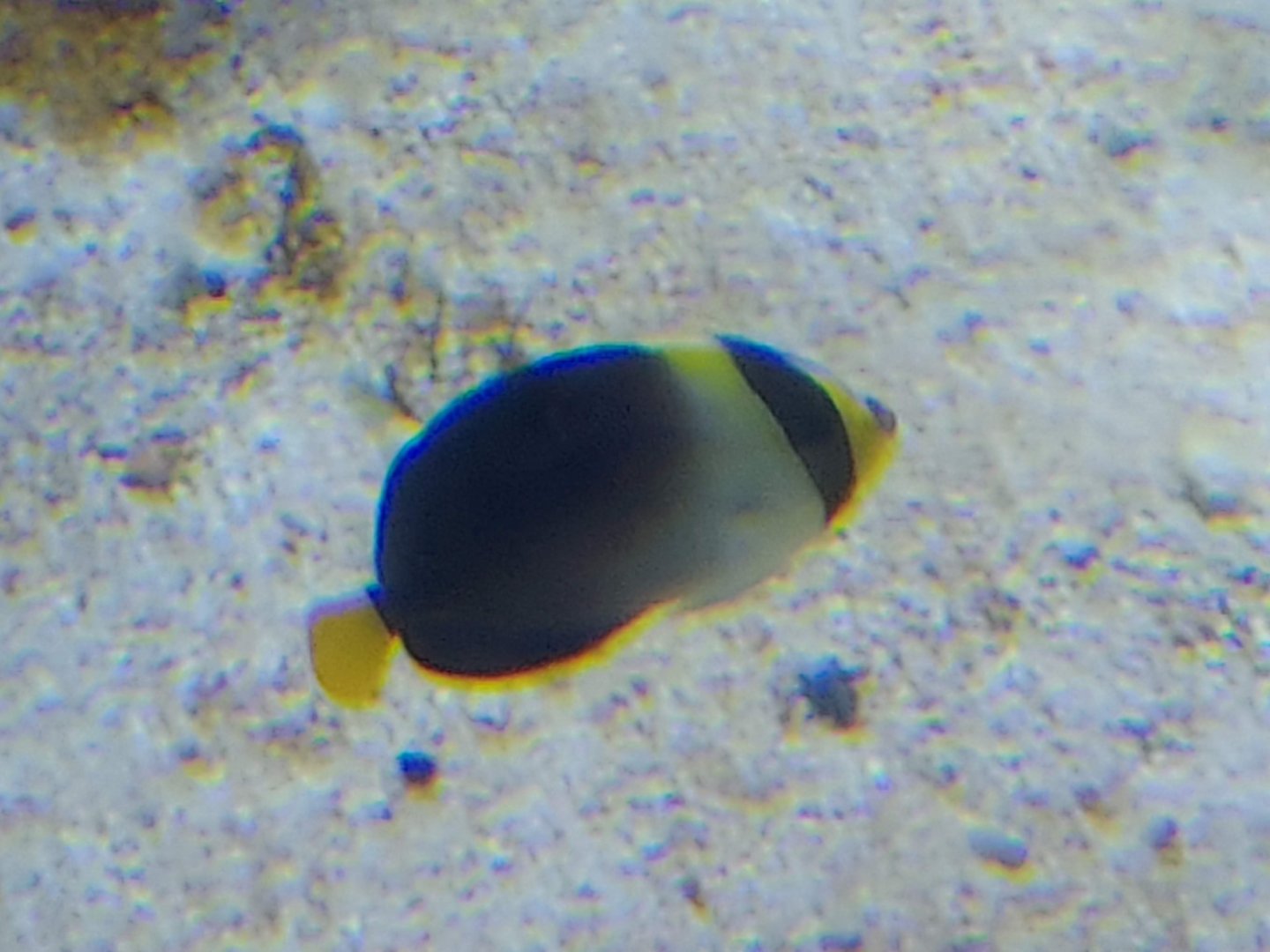 Greytail Angelfish