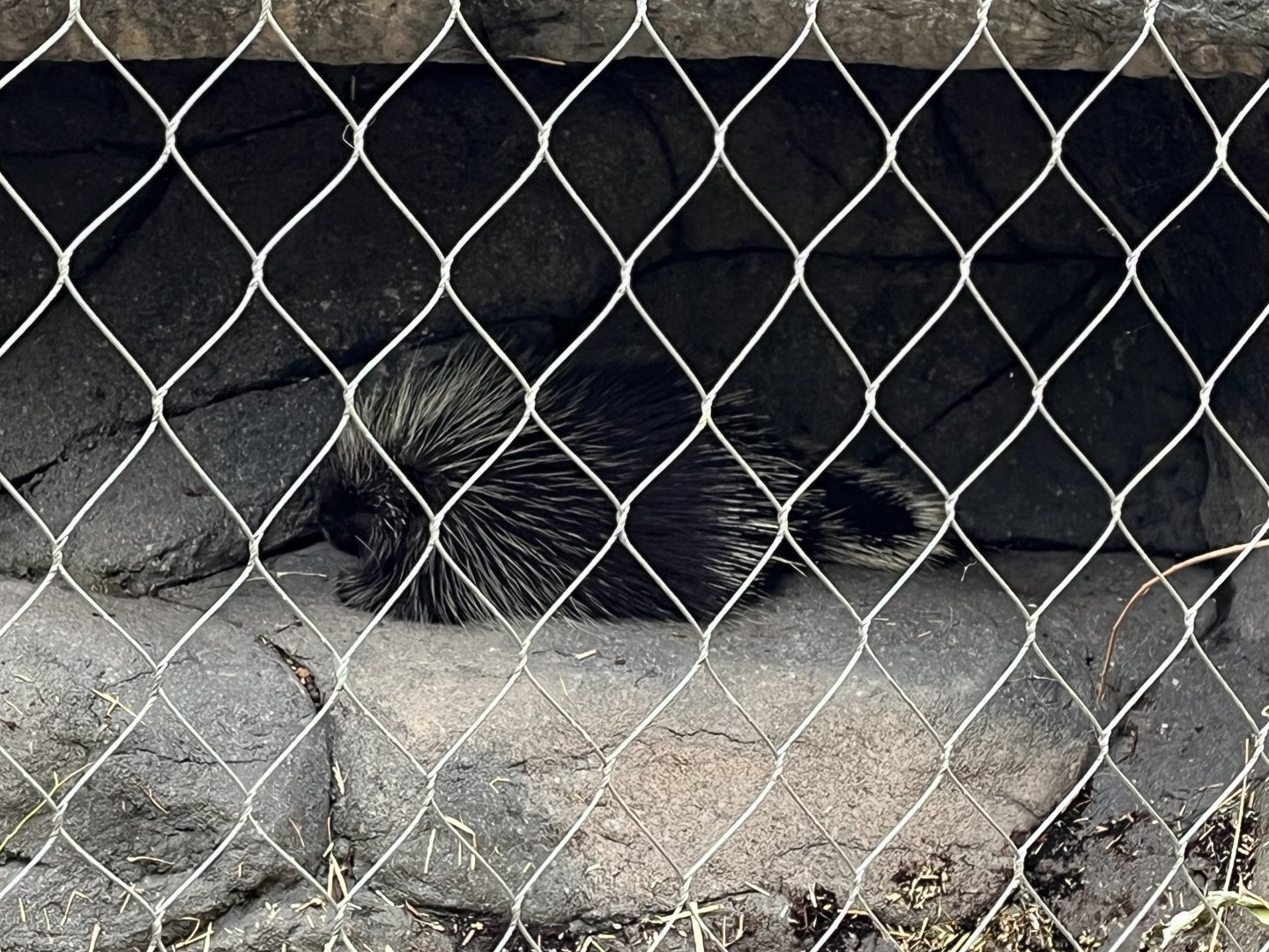 Griddle the Porcupine