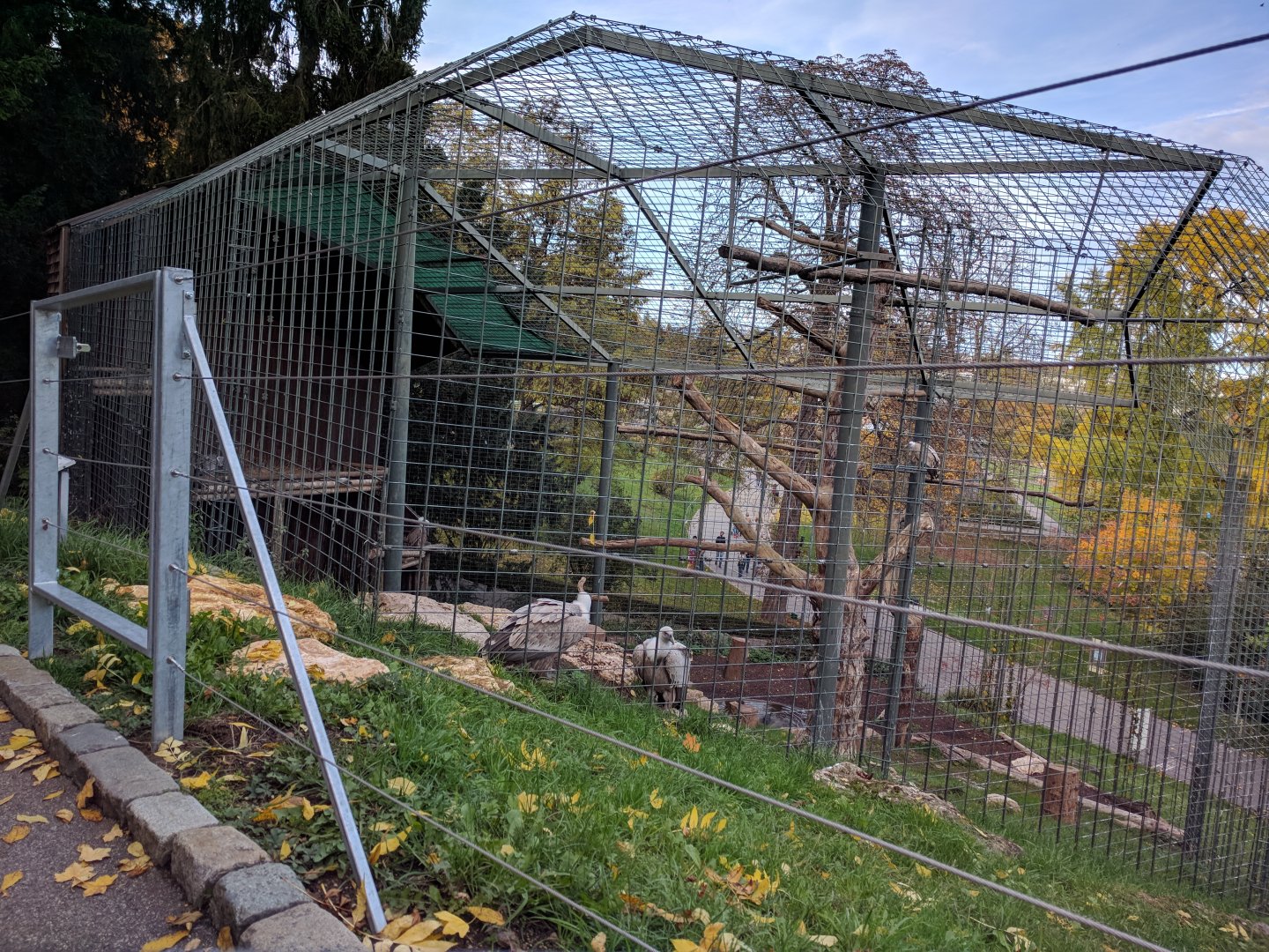 Griffin vulture aviary