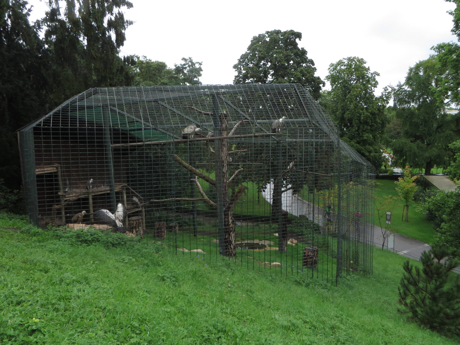 Griffion vulture aviary