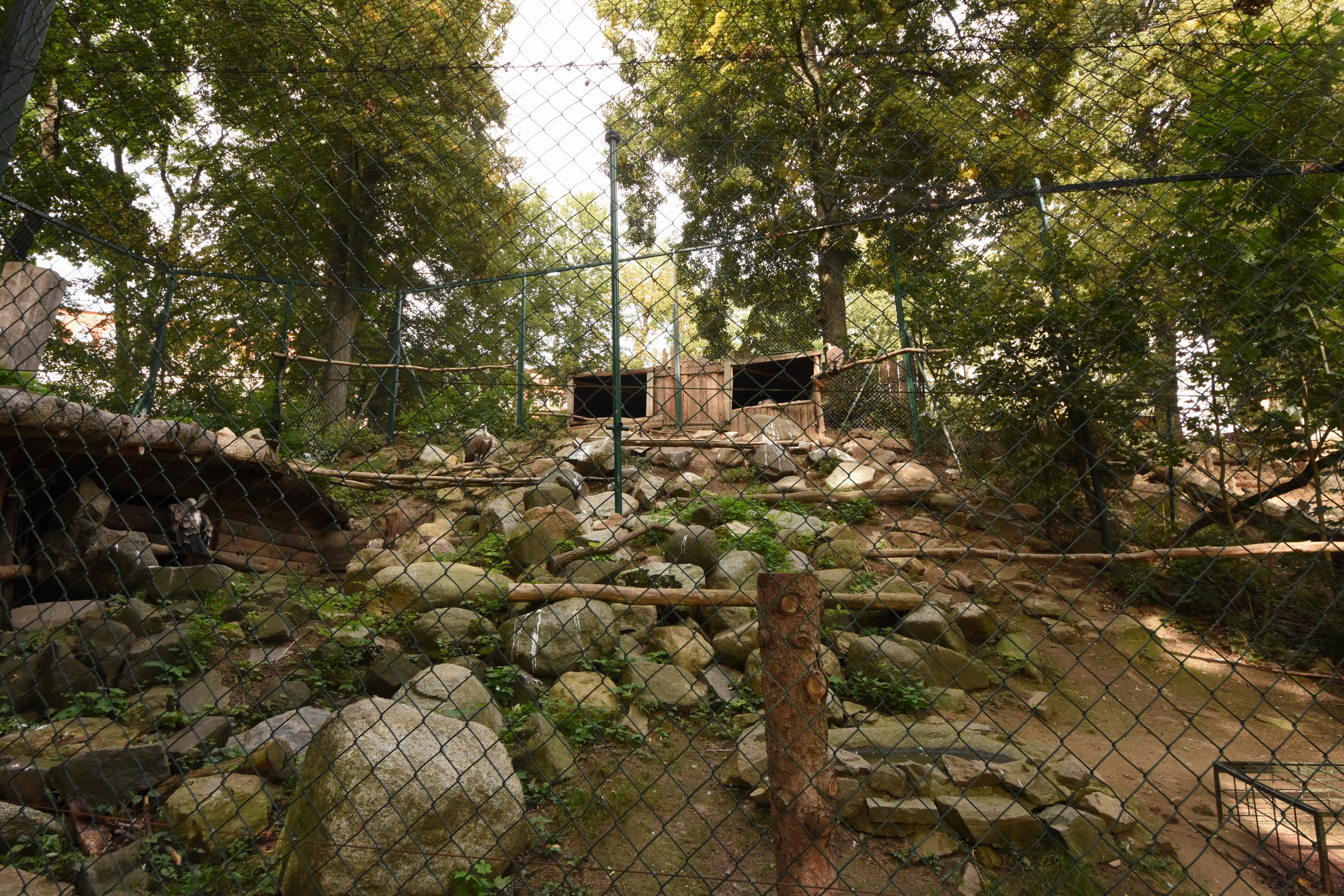 Griffion vulture aviary