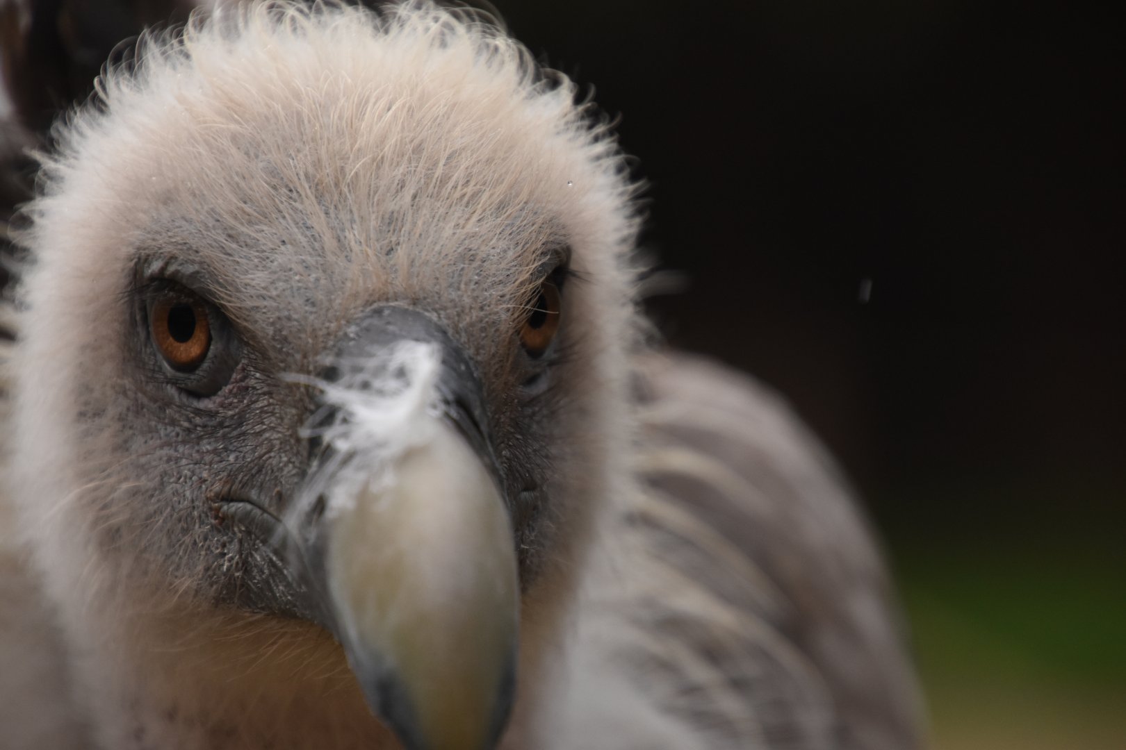 Griffion Vulture