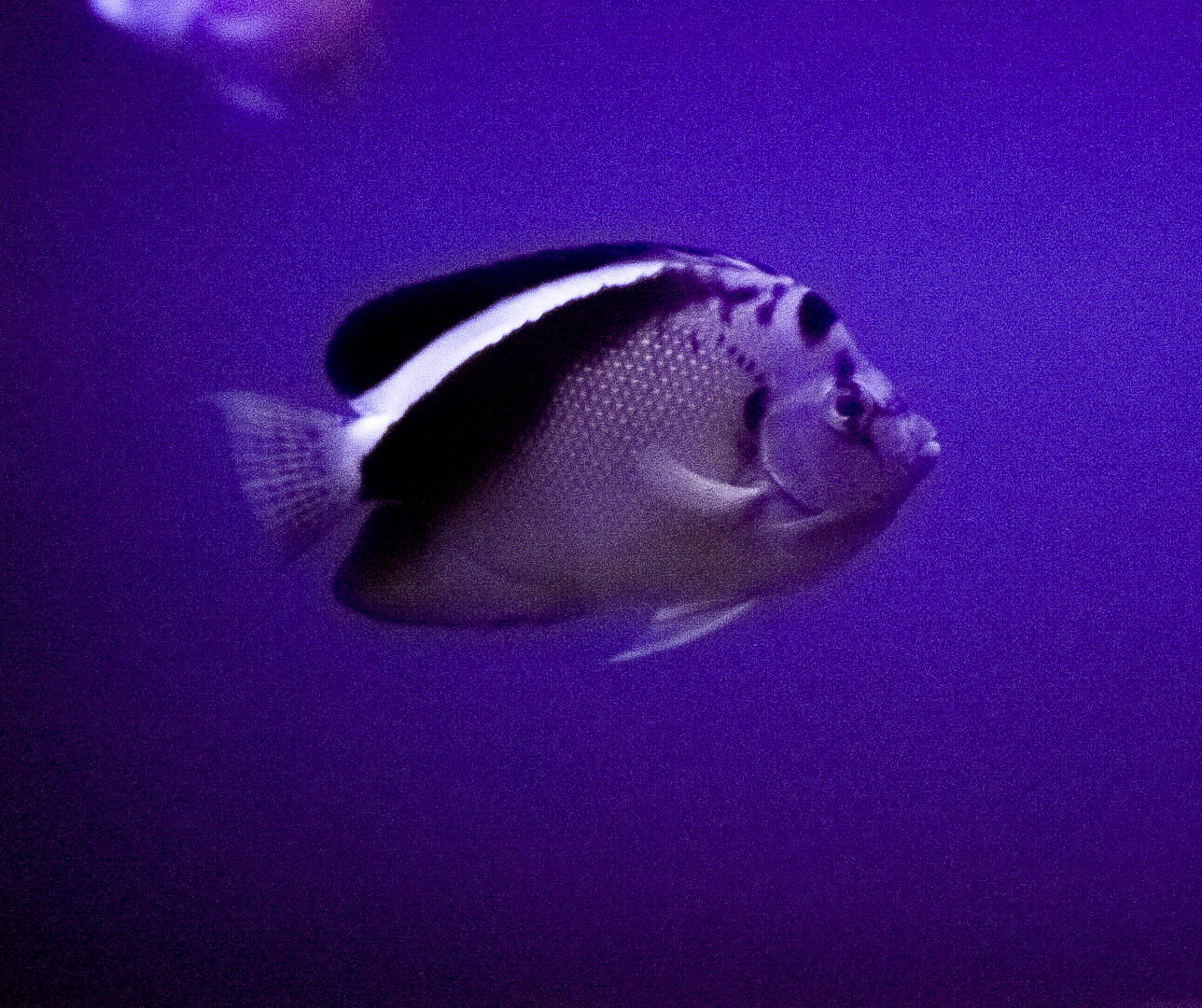 Griffis Angelfish // Twightlight Zone