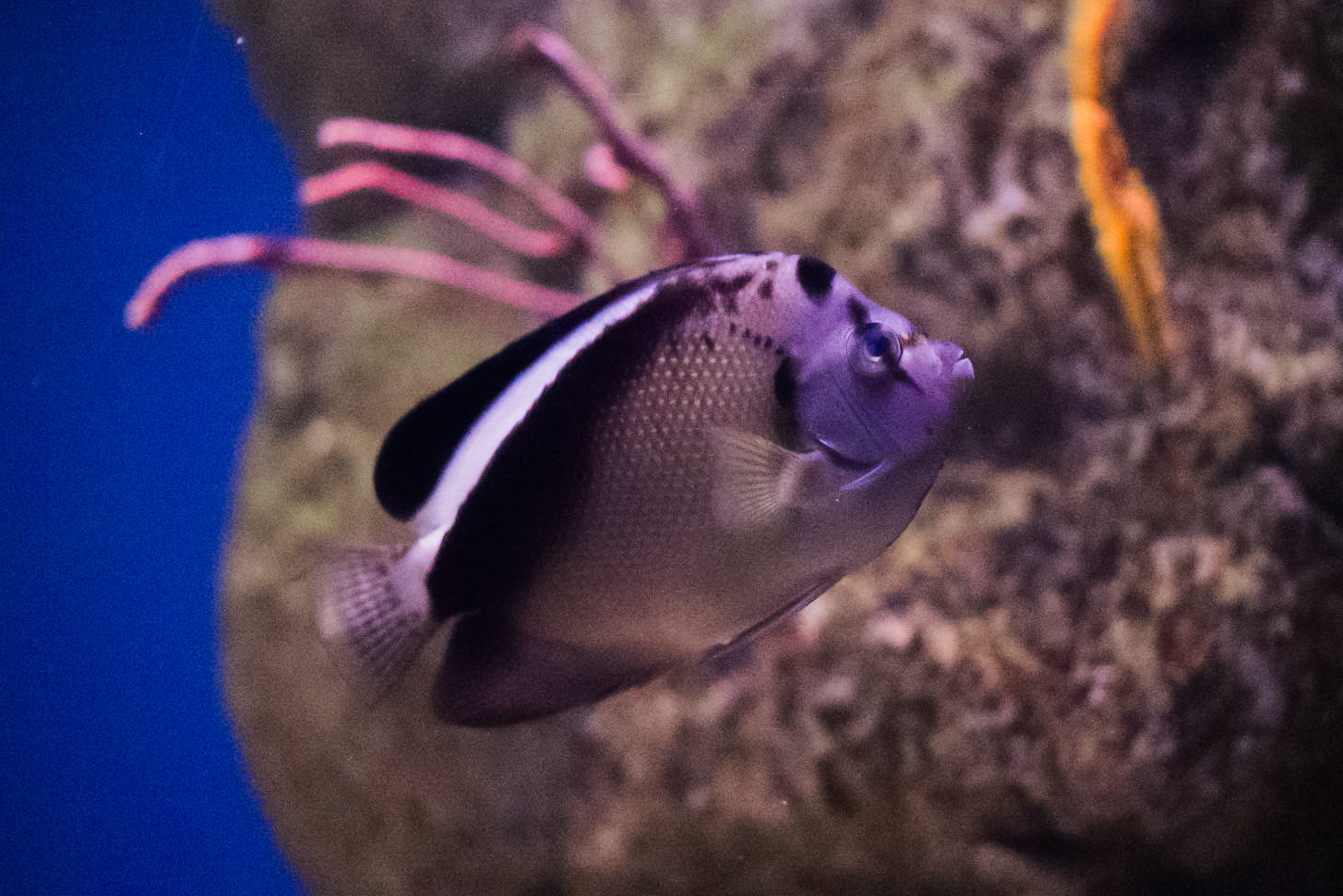 Griffis Angelfish