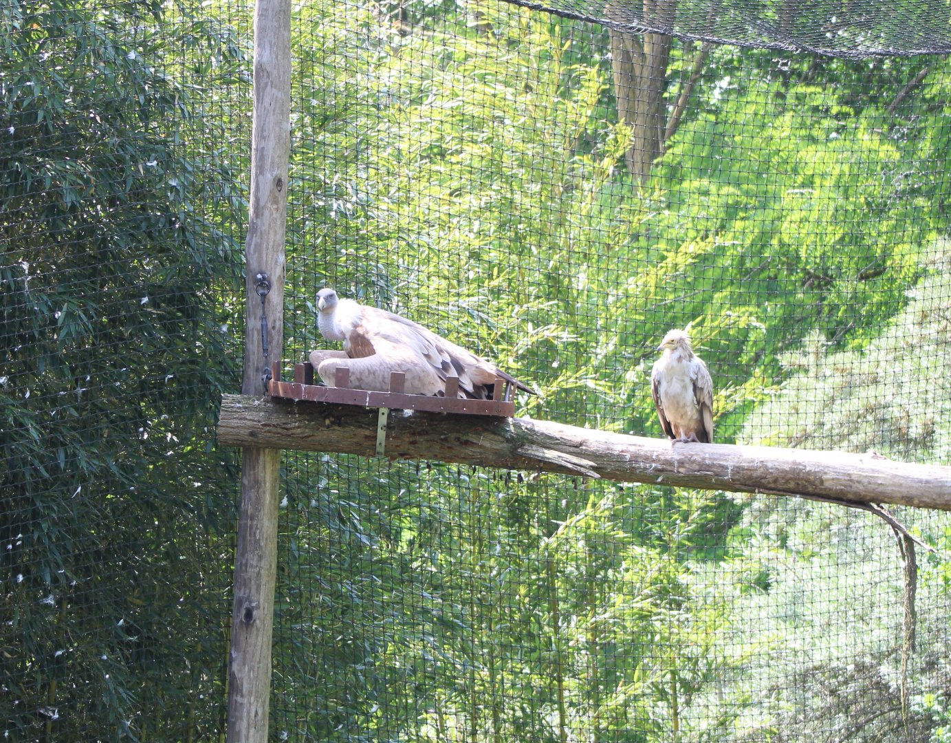 Griffon and Egyptian vulture