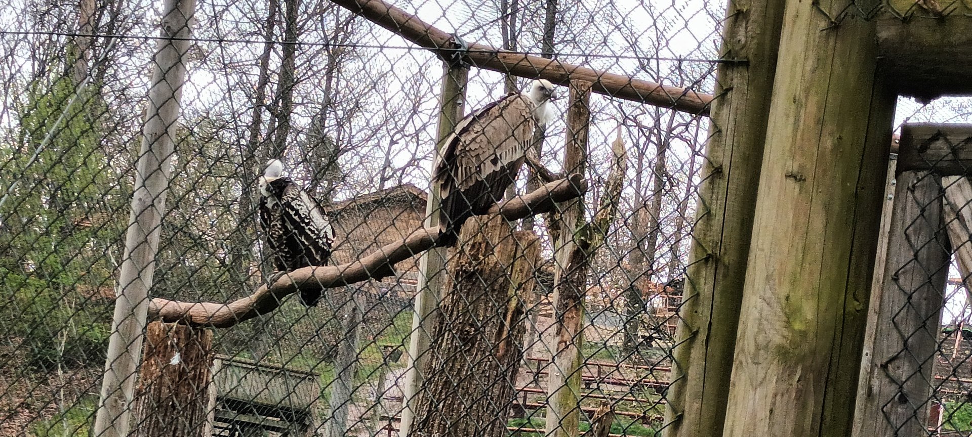 Griffon and Ruppells Vultures