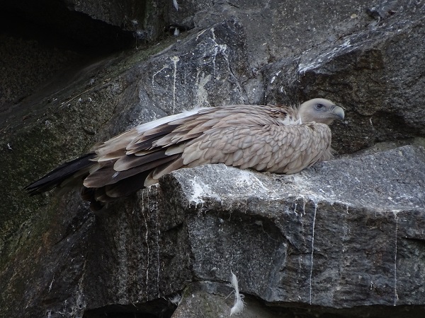 Griffon or Himalayan vulture? (Tierpark Berlin)