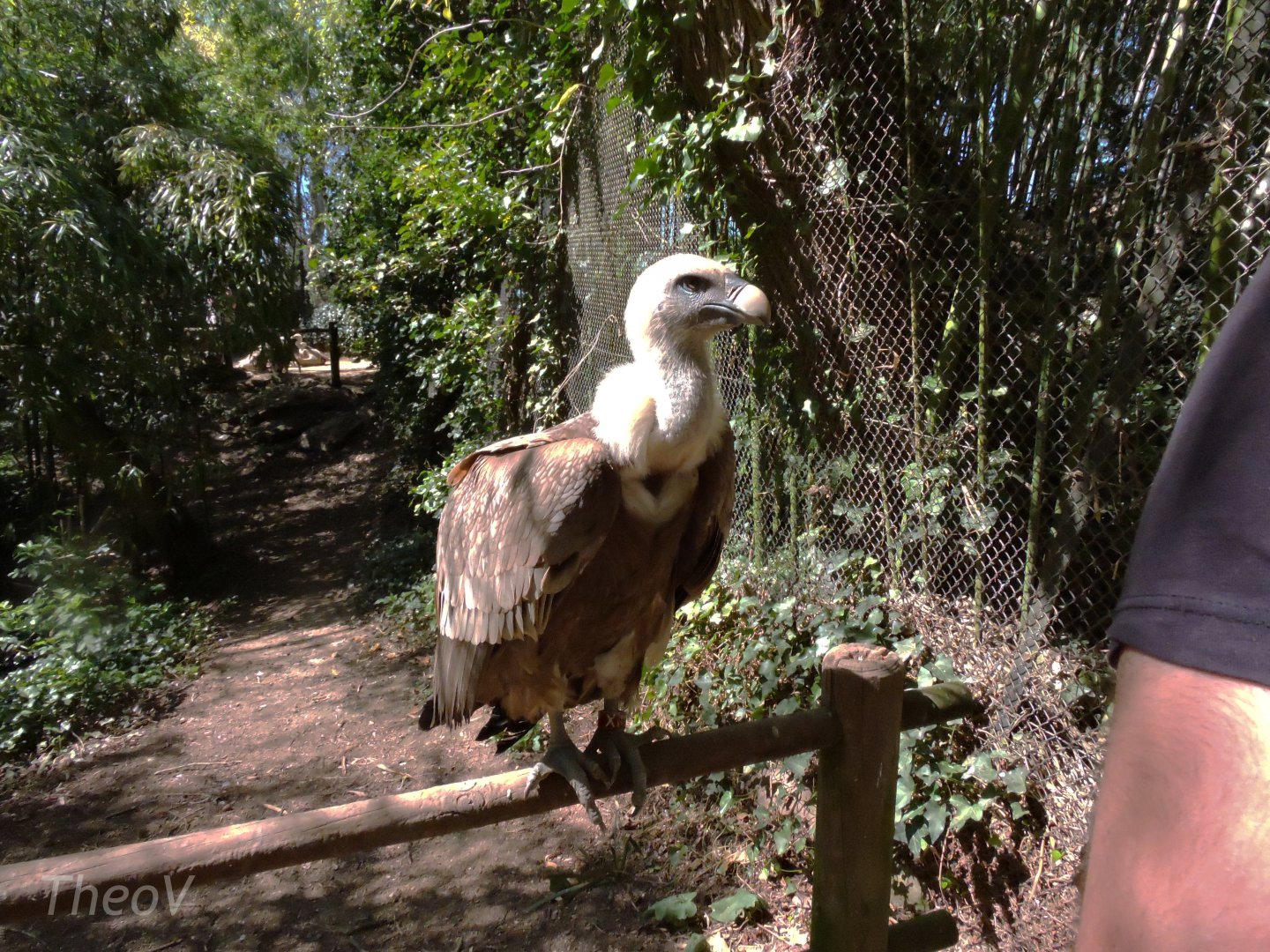 Griffon vulture [2015]
