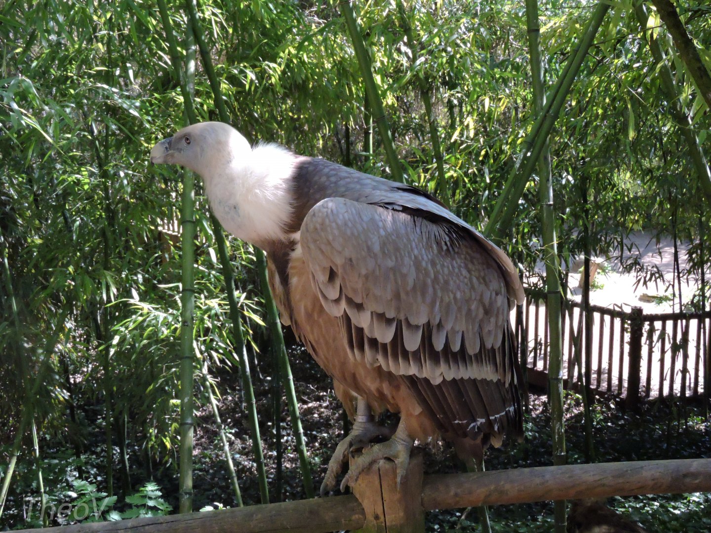 Griffon vulture [2015]