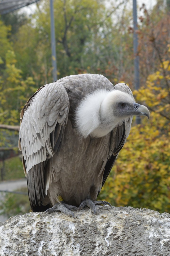 Griffon vulture [2017]