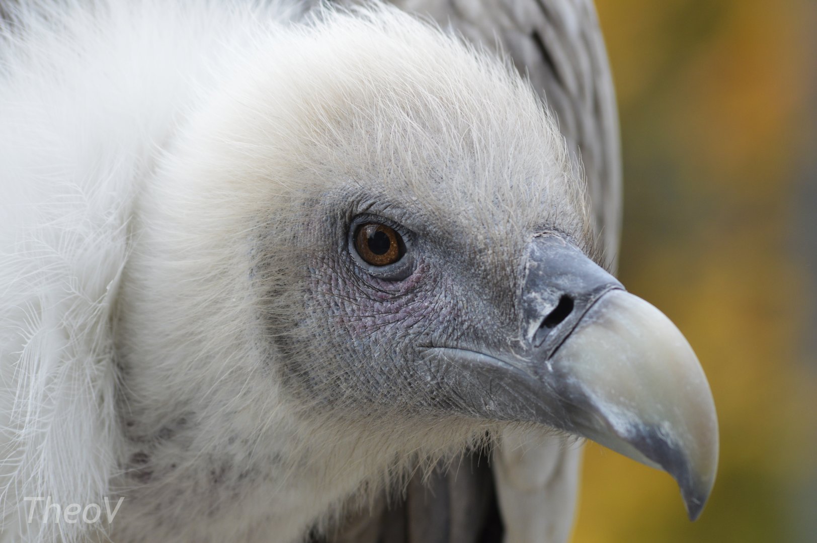 Griffon vulture [2017]