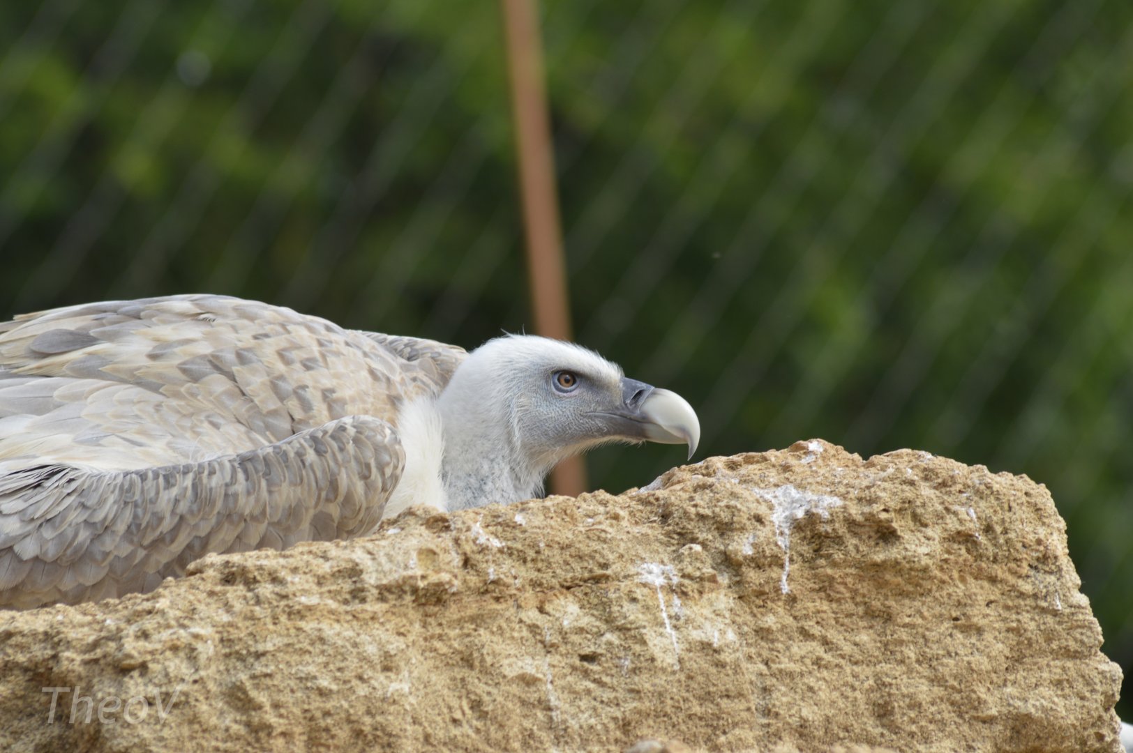 Griffon vulture [2020]