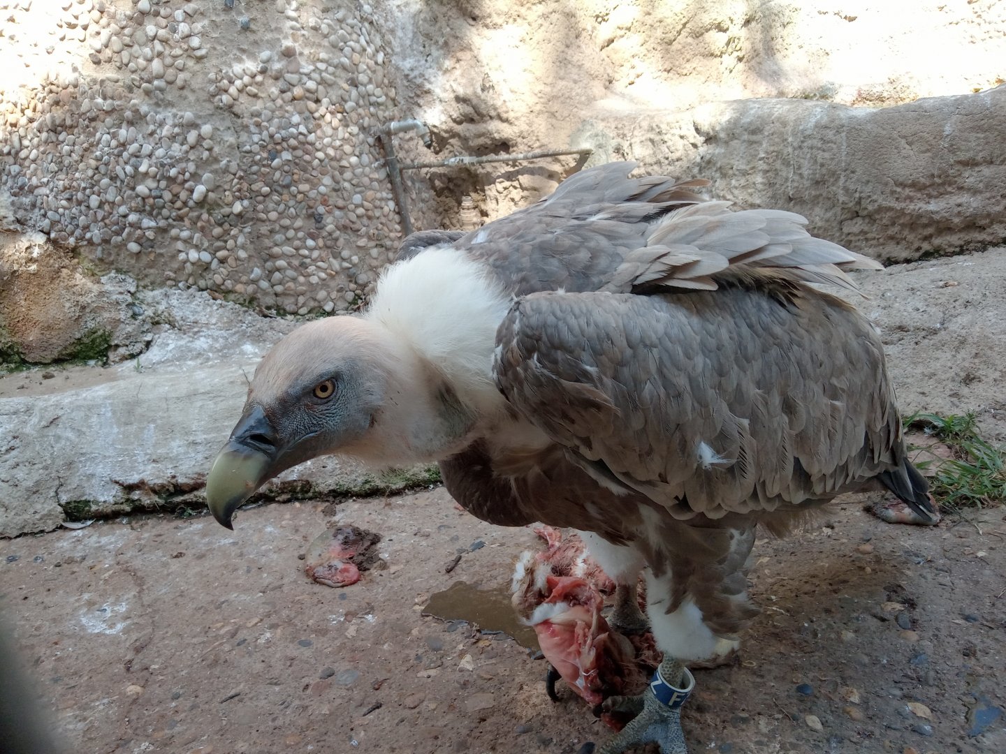 Griffon vulture (24-8-21)