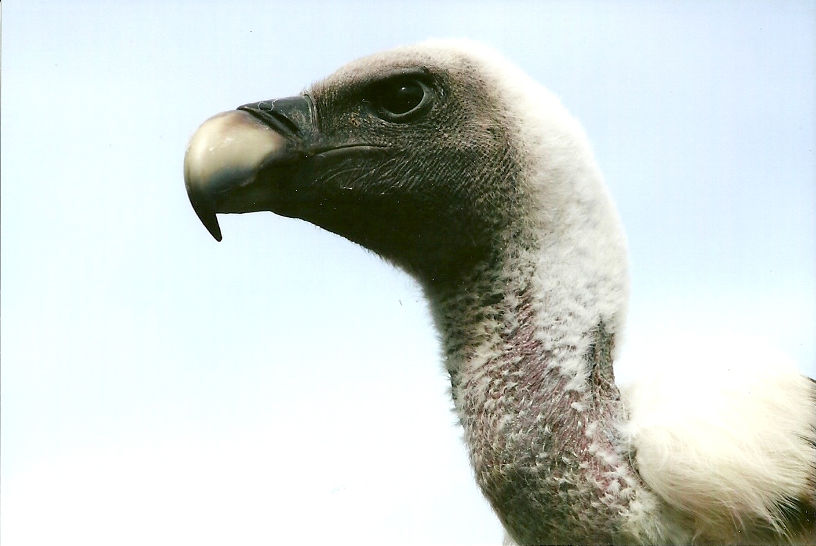 Griffon Vulture 3rd August 2012