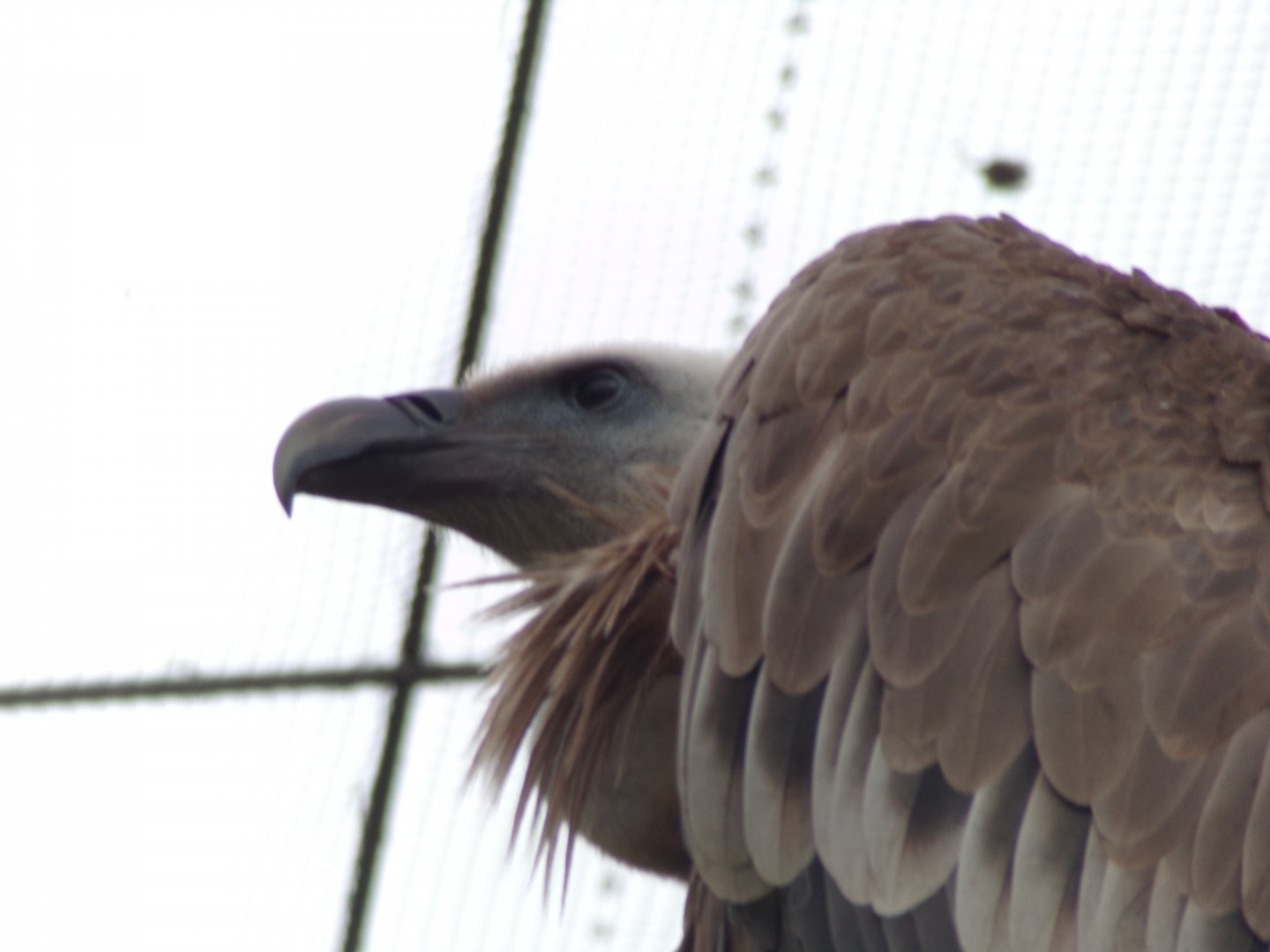 Griffon vulture 9.7.25