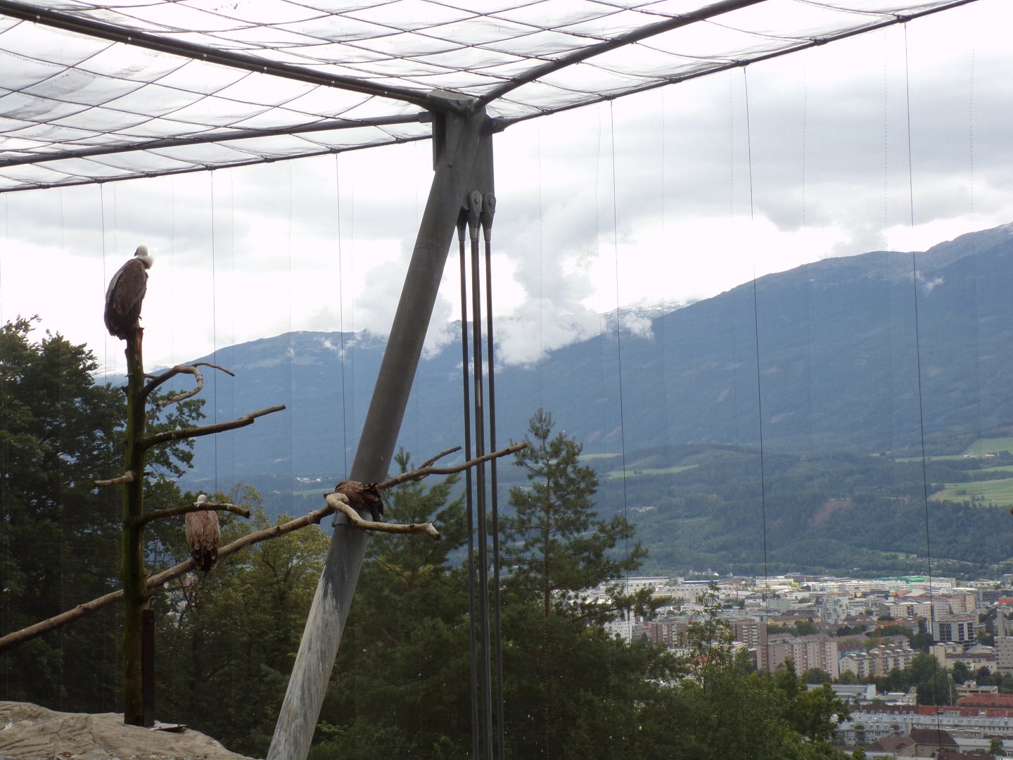 Griffon vulture and view 9.7.25