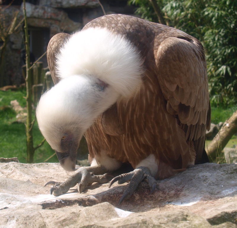 Griffon vulture (April 19th, 2015)