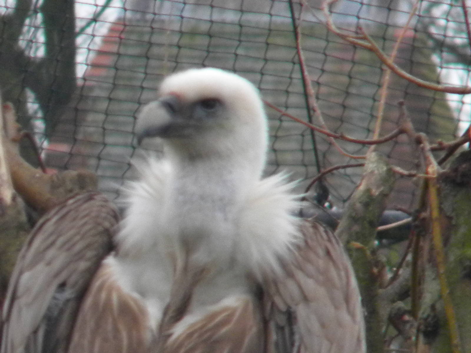 Griffon Vulture at Chester Zoo 19th February 2011