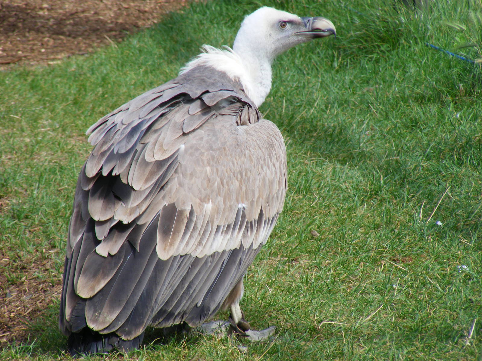 Griffon vulture at Eagle Heights, 10 September 2011