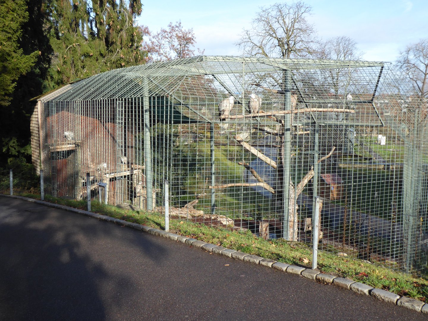 Griffon vulture aviary 011218