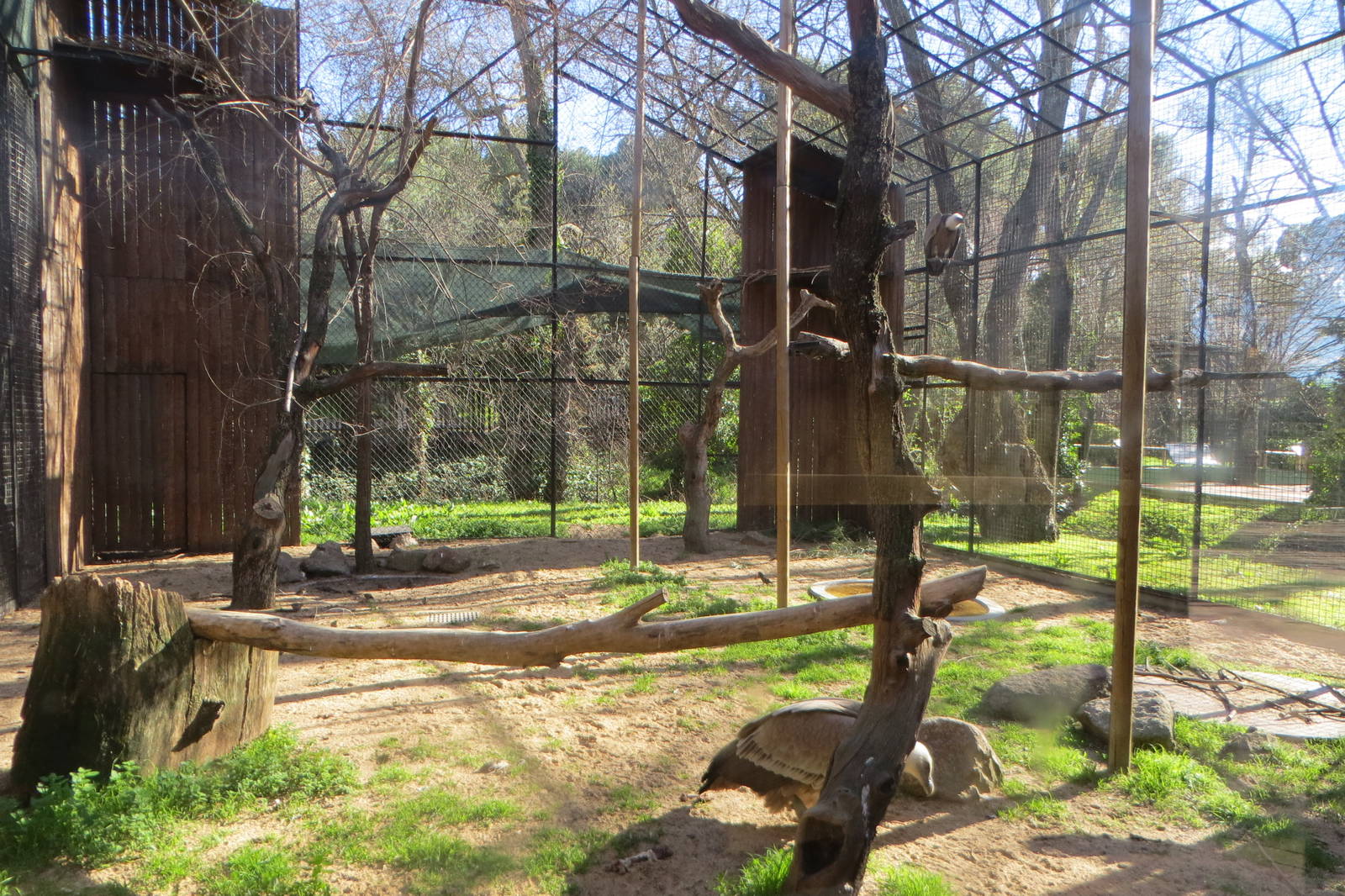 Griffon Vulture aviary 150216