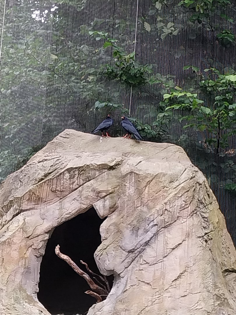Griffon vulture aviary - Red-billed chough (Pyrrhocorax pyrrhocorax)