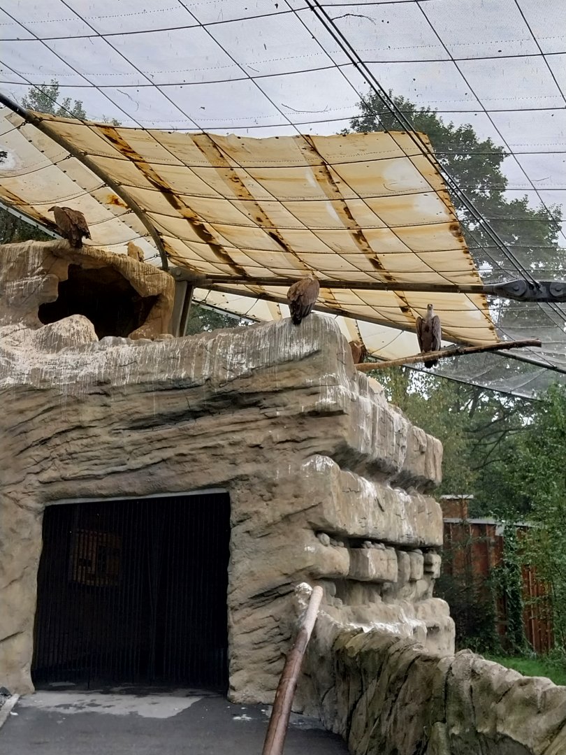 Griffon vulture aviary  - Western Eurasian griffon vulture (Gyps fulvus fulvus) and Egyptian vulture (Neophron percnopterus)