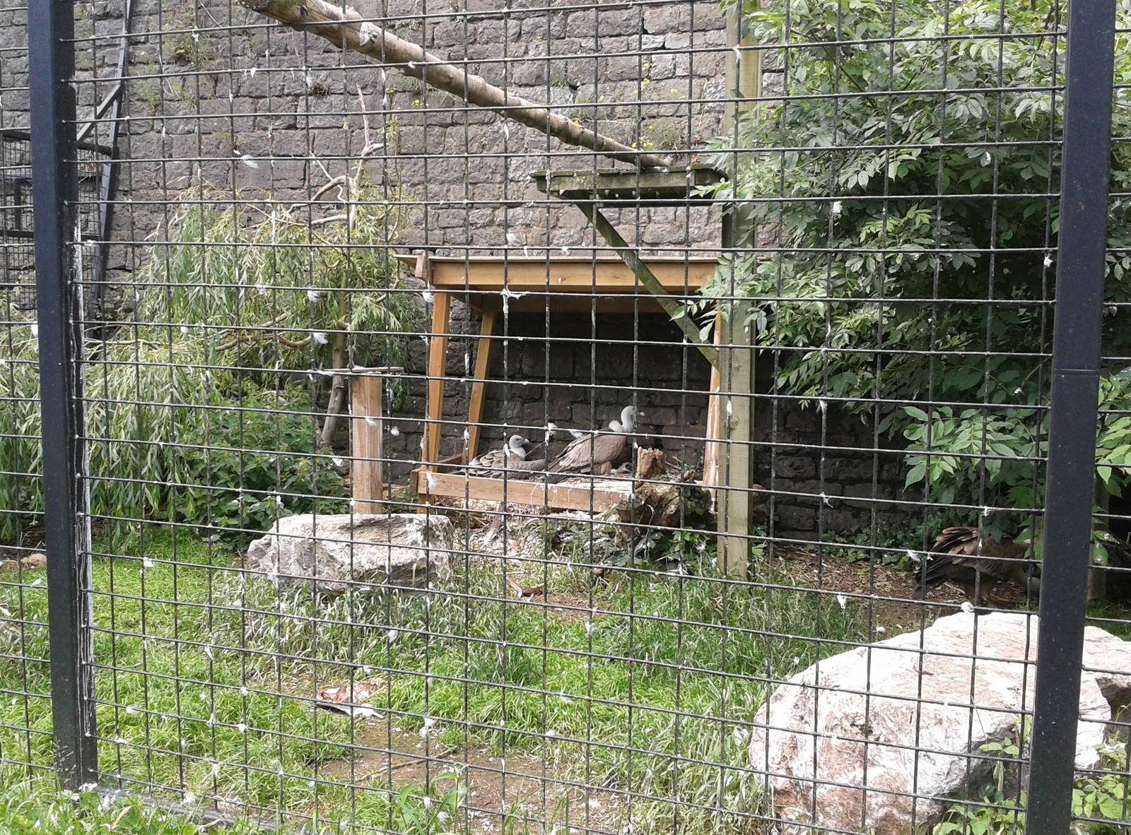 Griffon vulture aviary