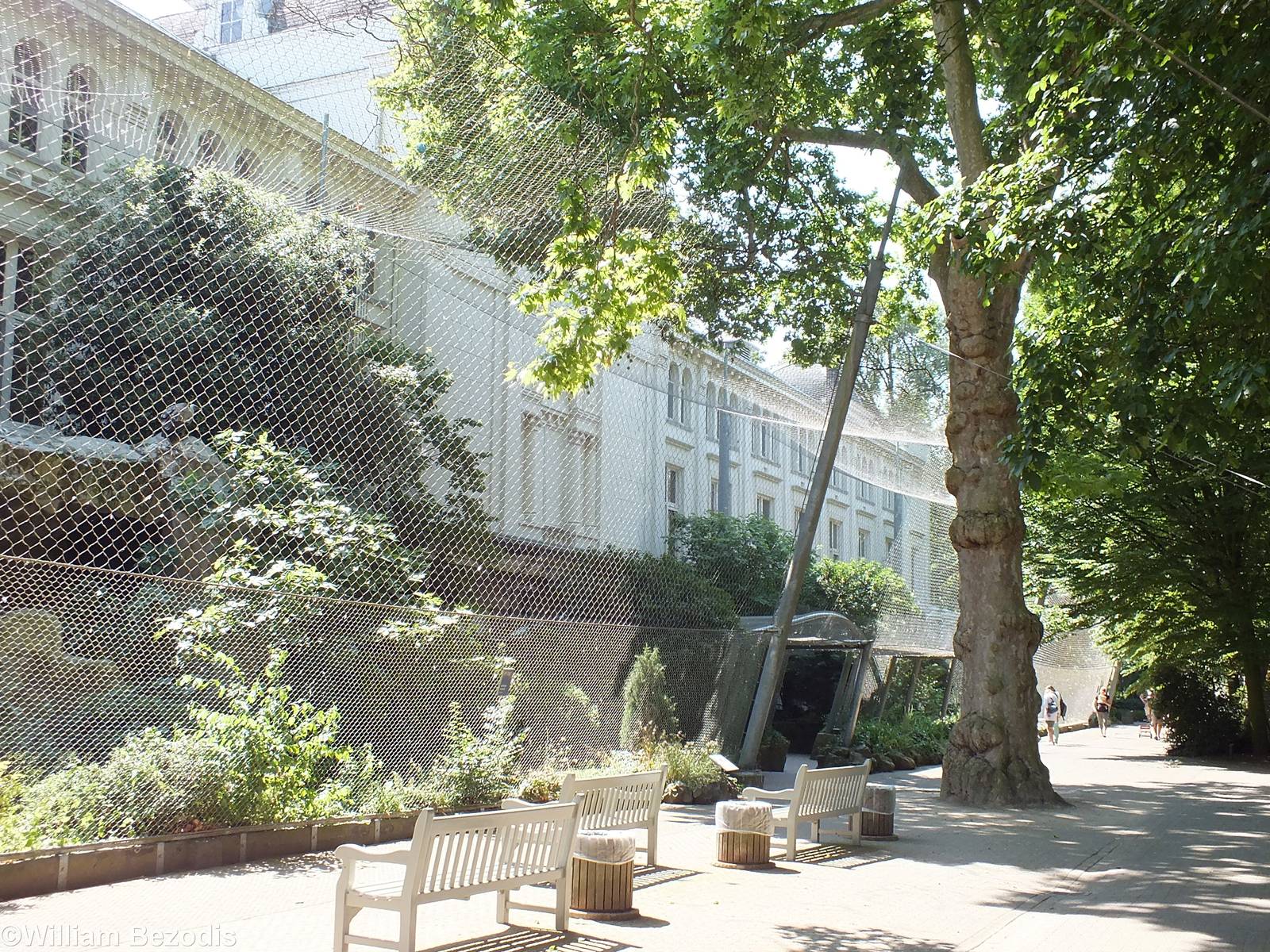Griffon Vulture Aviary