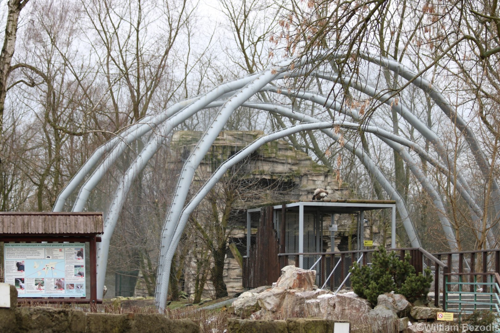 Griffon Vulture Aviary