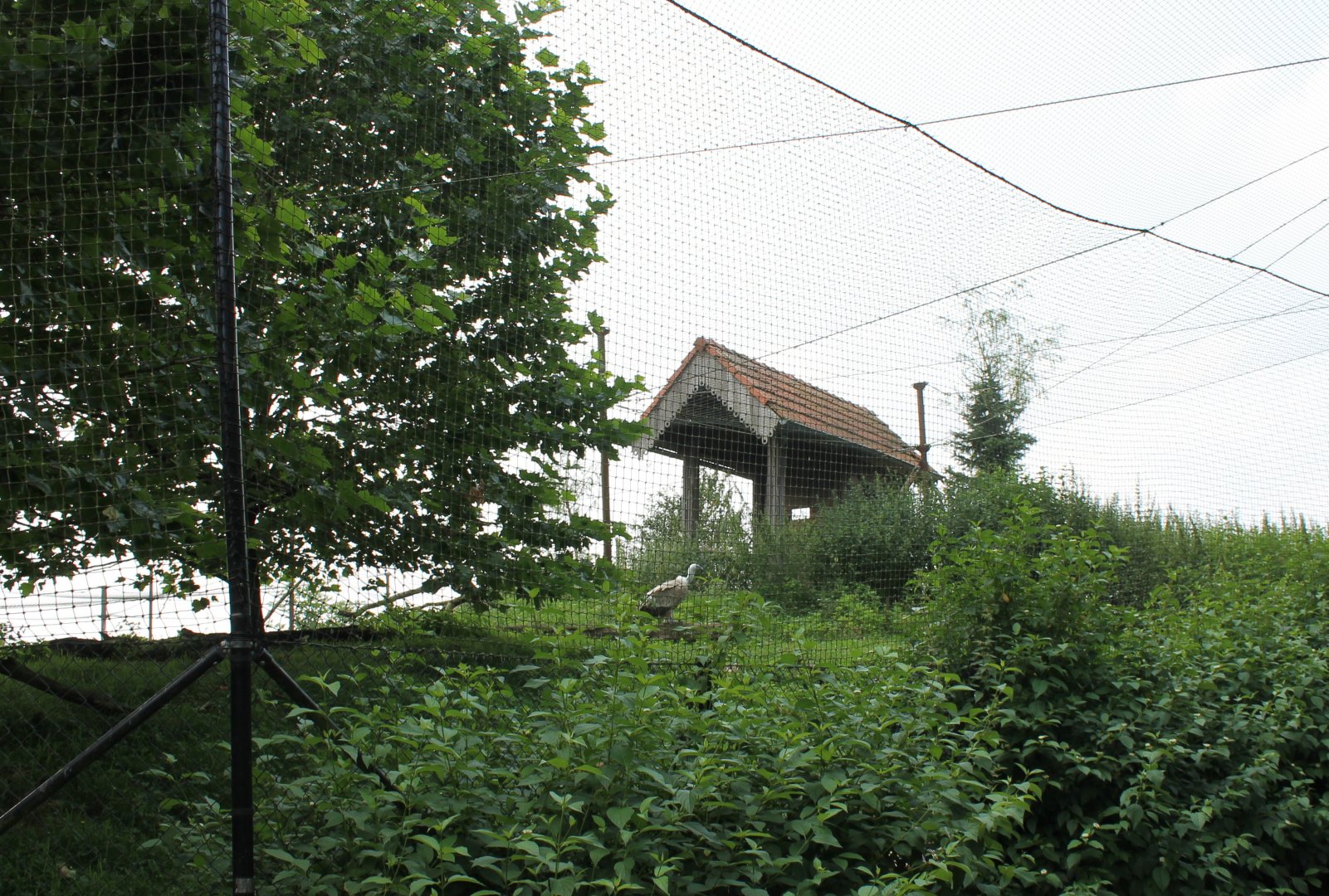 Griffon vulture Aviary