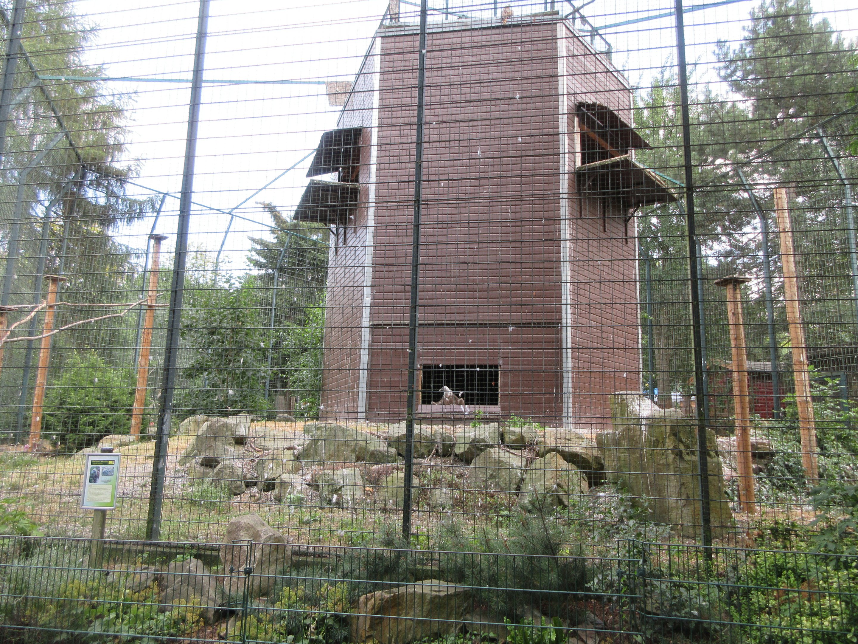 Griffon Vulture Aviary