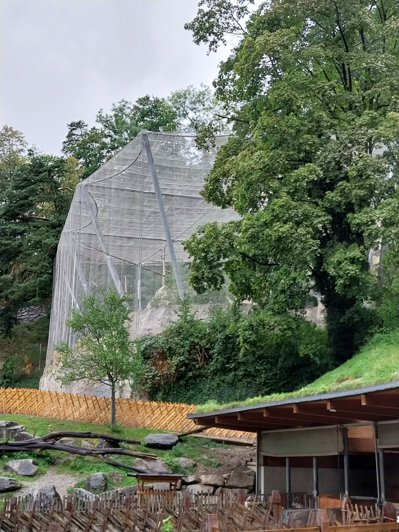 Griffon vulture aviary