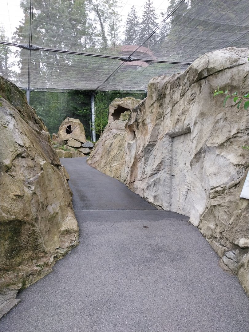 Griffon vulture aviary