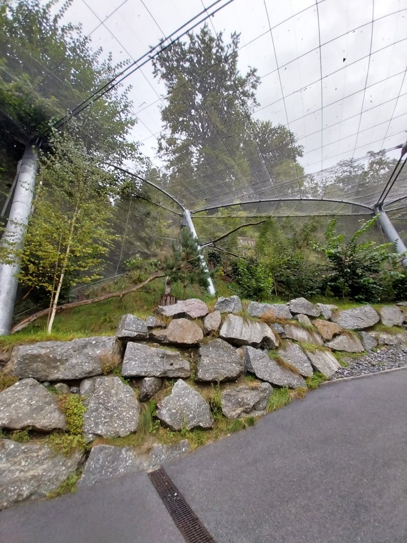 Griffon vulture aviary