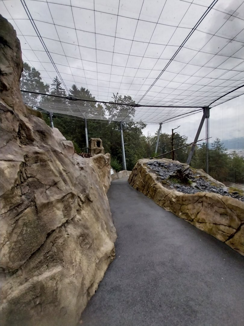 Griffon vulture aviary
