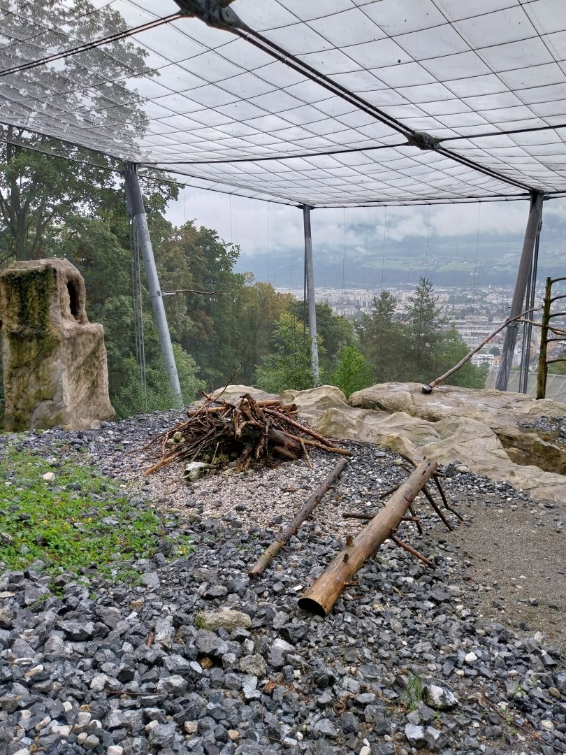 Griffon vulture aviary