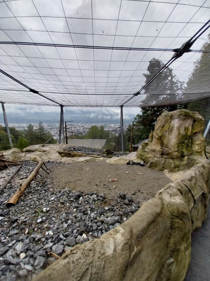 Griffon vulture aviary