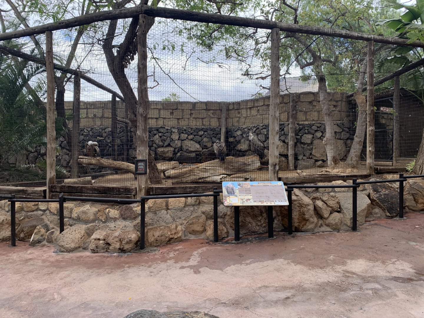 Griffon Vulture Aviary