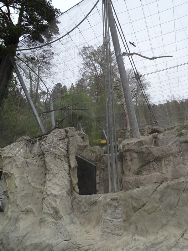 Griffon vulture aviary