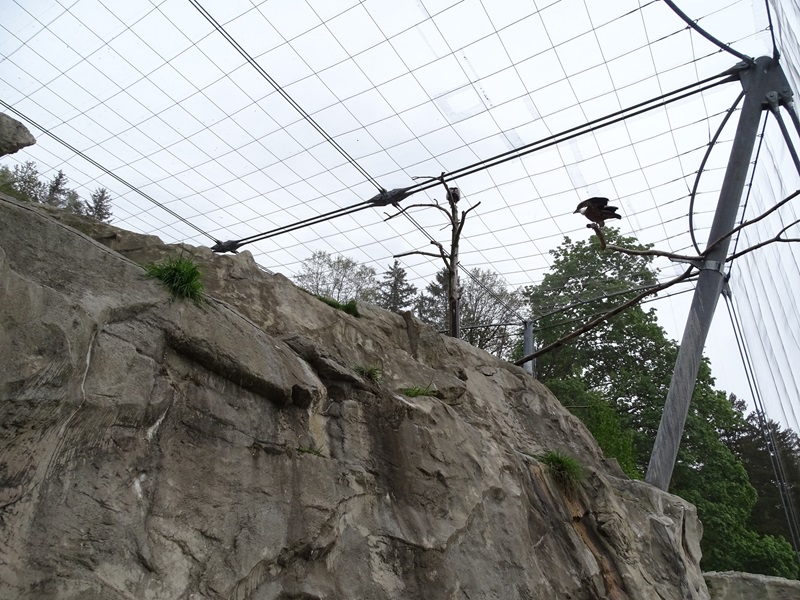 Griffon vulture aviary