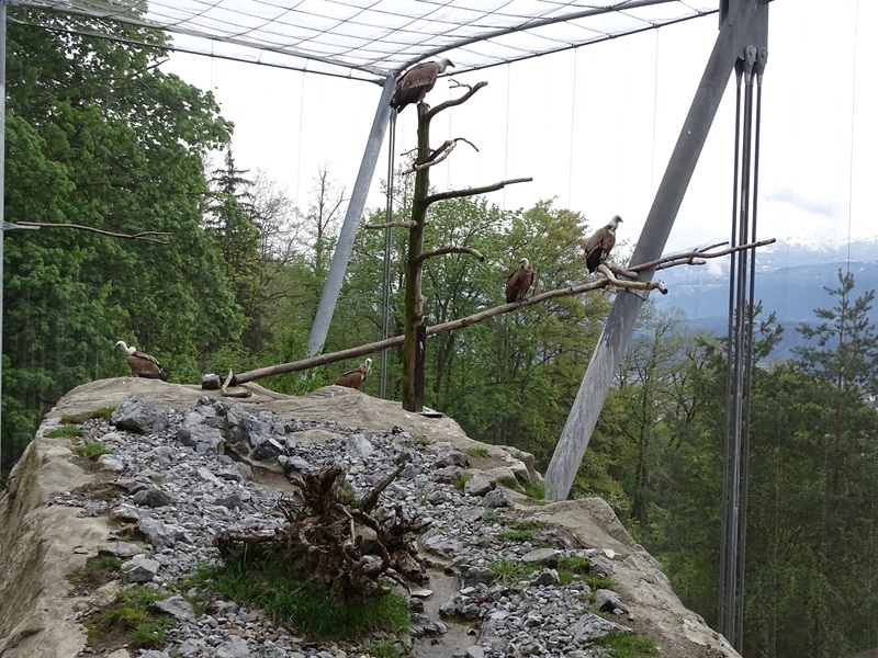 Griffon vulture aviary