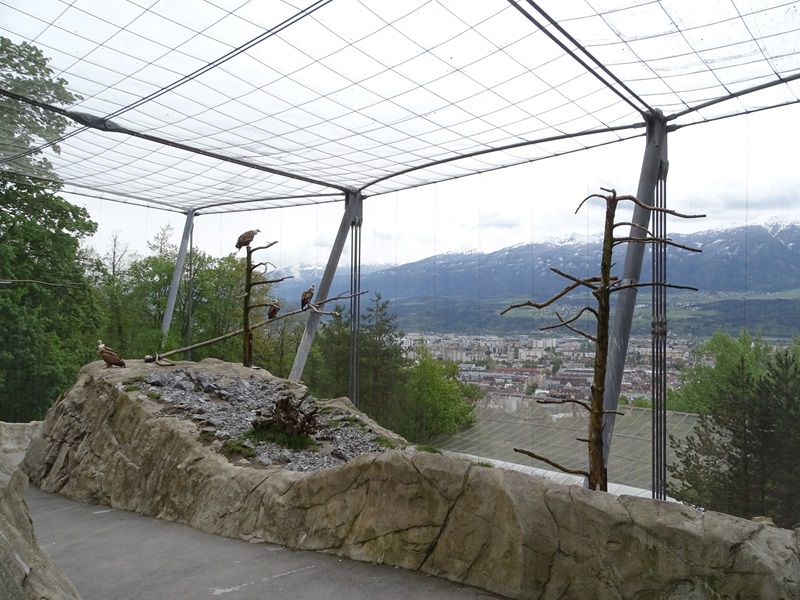 Griffon vulture aviary