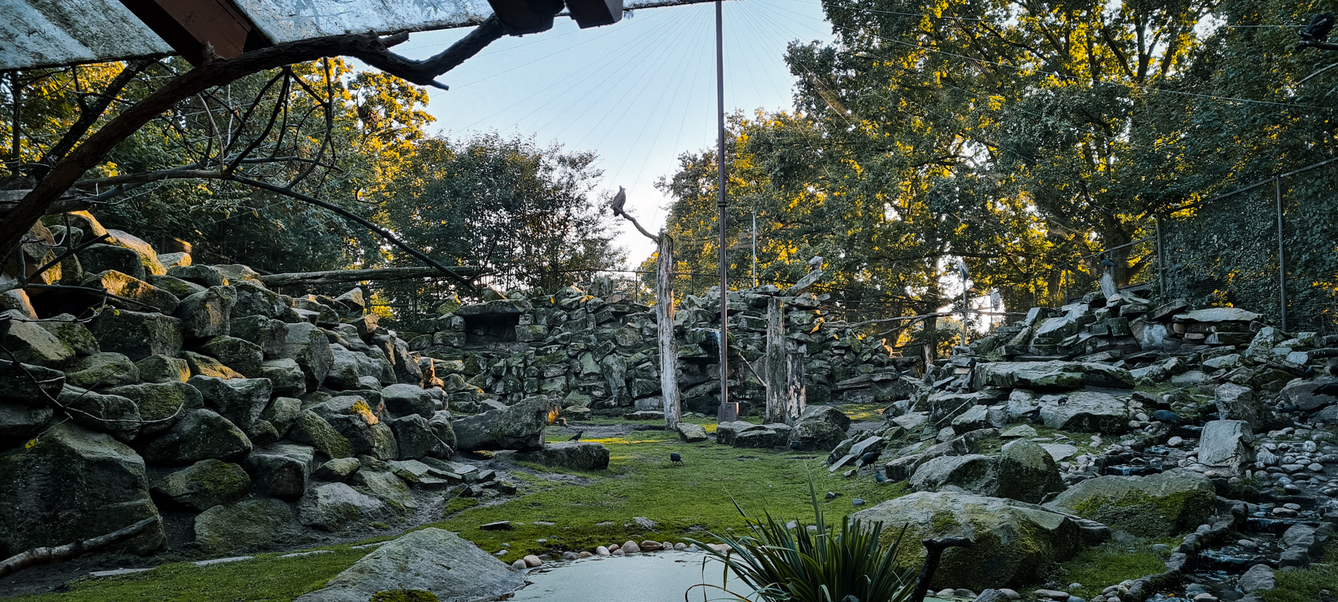 Griffon Vulture, Bald Ibis, Ibex and Terrapin