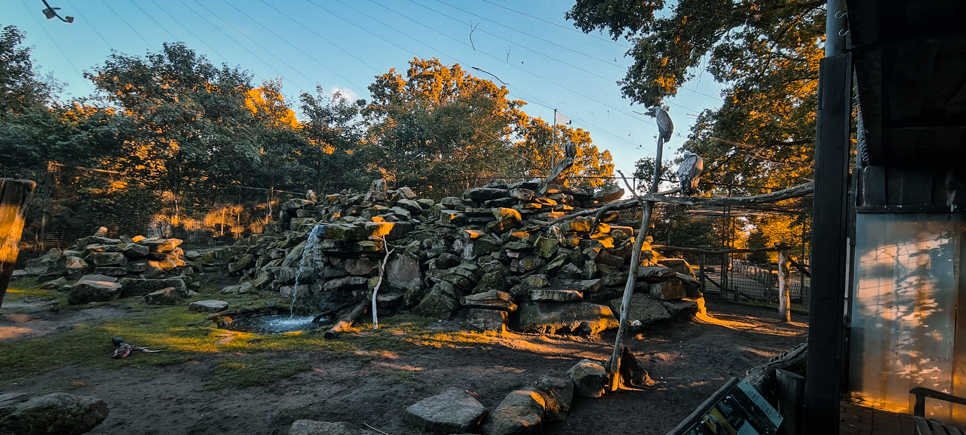 Griffon Vulture, Bald Ibis