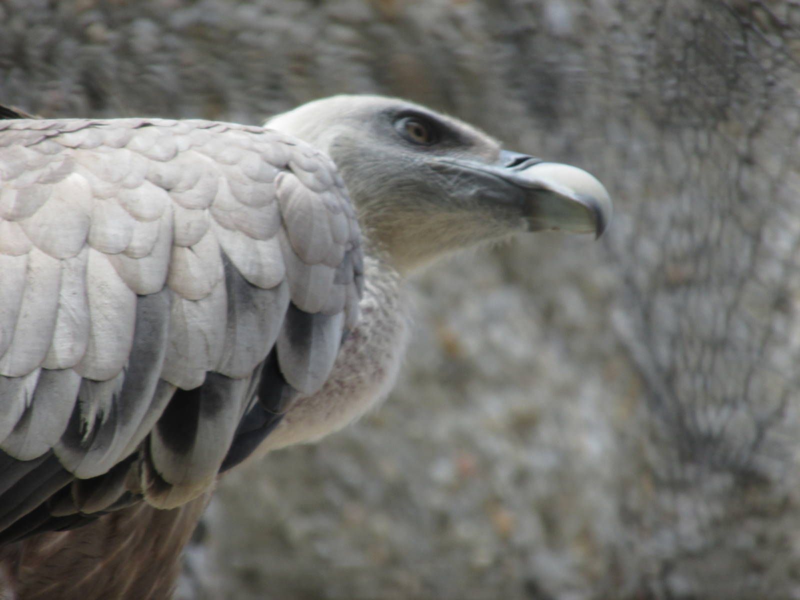 griffon vulture barcelona zoo