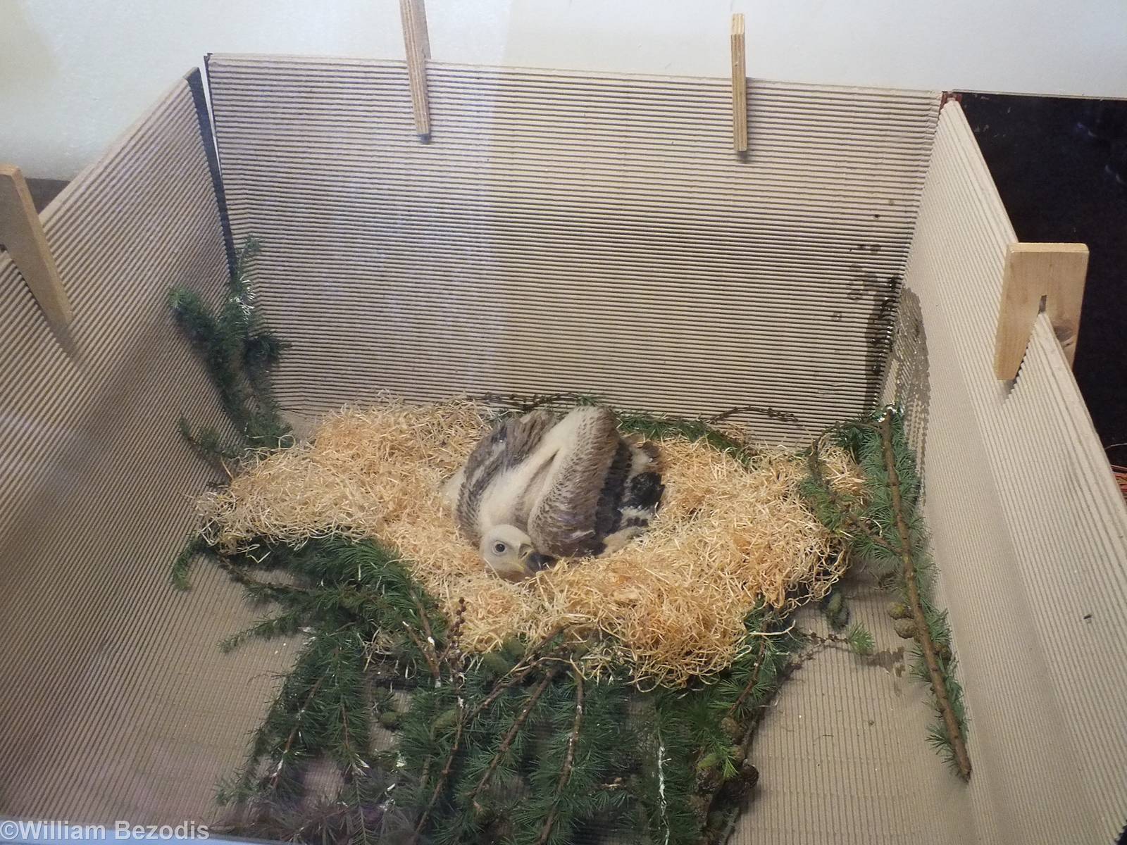 Griffon Vulture Chick