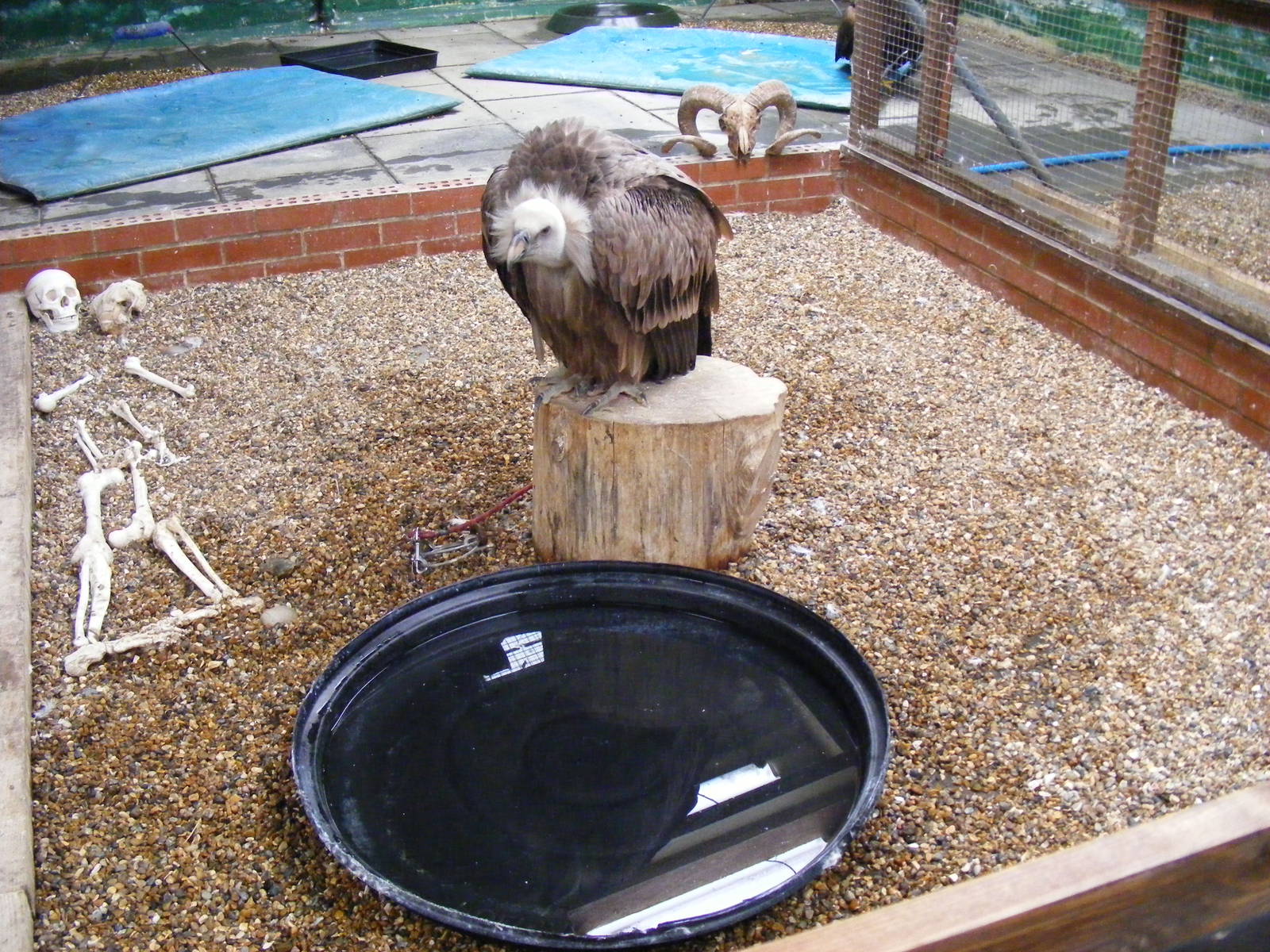 Griffon vulture enclosure at Eagle Heights, 10 September 2011
